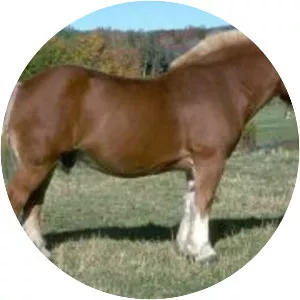 Belgian horse