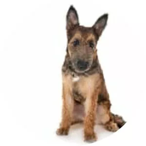 Belgian shepherd dog
