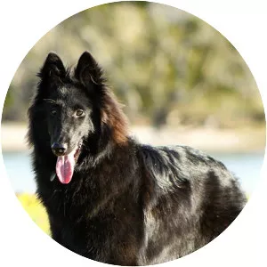 Belgian Shepherd