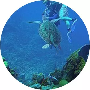 Belize Barrier Reef - 