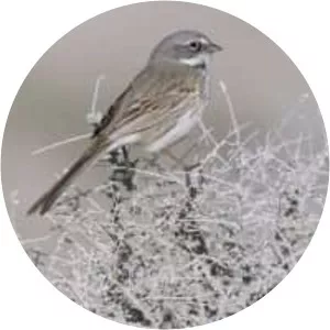 Bell's sparrow