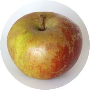 Belle de Boskoop - Plants