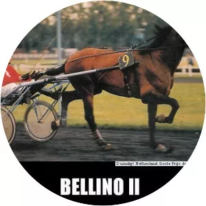 Bellino II