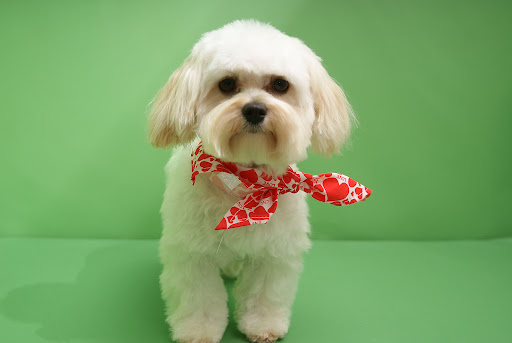 Bellness Oase - Pet groomer in Hall in Tirol, Austria