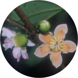Bellucia axinanthera