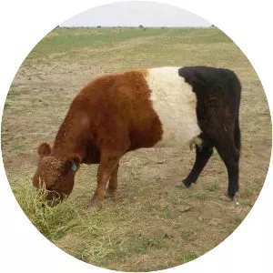 Belted Galloway