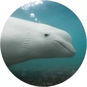 Beluga whale