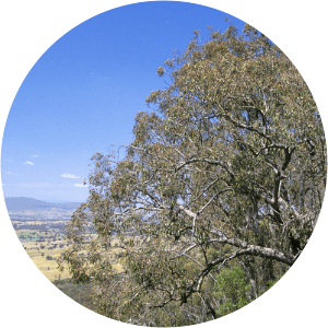 Benambra National Park