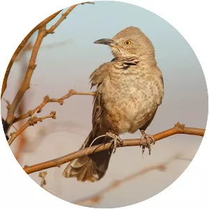 Bendire's thrasher - Bird