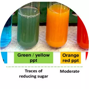 Benedict's reagent photograph
