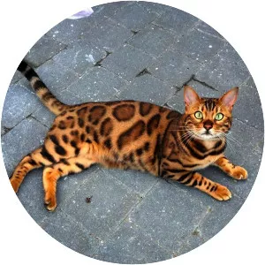 Bengal cat