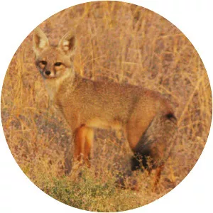 Bengal fox