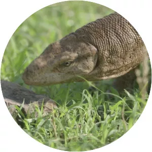 Bengal monitor