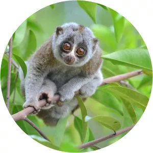 Bengal slow loris