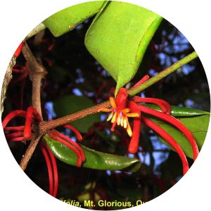 Benthamina alyxifolia - 