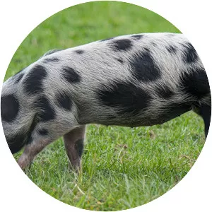 Bentheim Black Pied pig