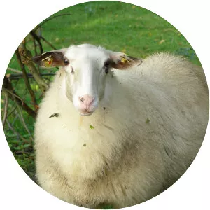 Bentheimer Landschaf