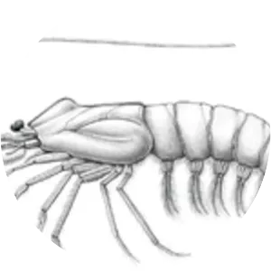 Benthesicymidae