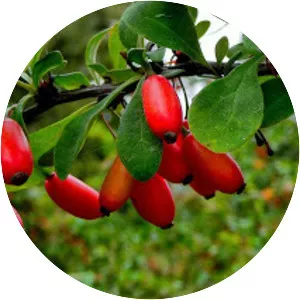 Berberis aristata - Plants