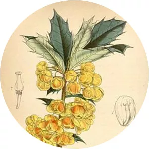 Berberis ilicifolia - 