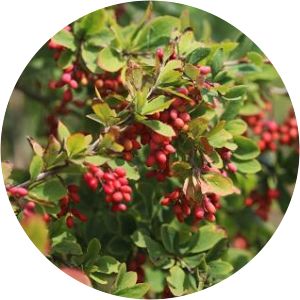 Berberis