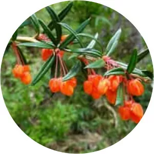 Berberis trigona - 