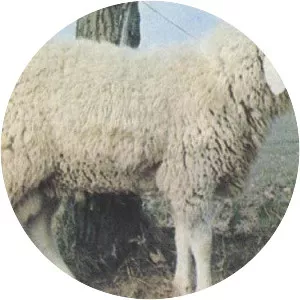 Bergamasca sheep