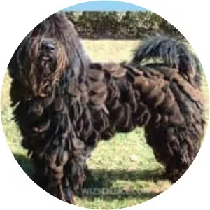 Bergamasco shepherd