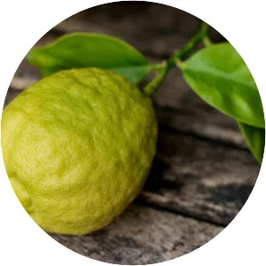 Bergamot orange
