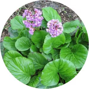 Bergenia crassifolia