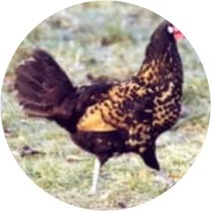 Bergische Kräher (Bergischer Kräher)