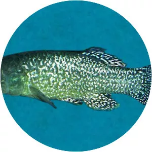 Bermuda killifish