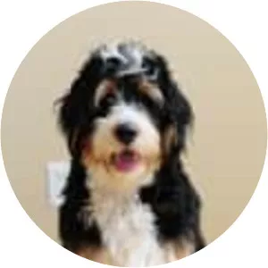 Bernedoodle