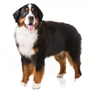 Bernese Mountain Dog