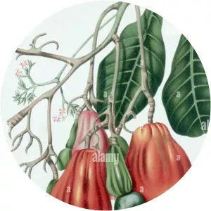 Berthe Hoola van Nooten