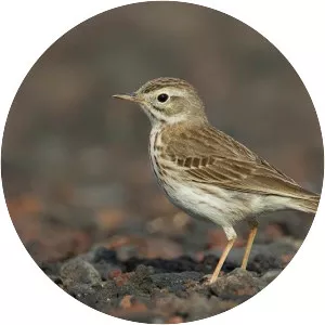 Berthelot's pipit
