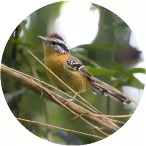 Bertoni's antbird - Bird