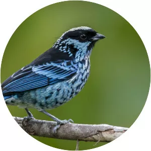 Beryl-spangled tanager