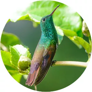 Berylline hummingbird - Bird