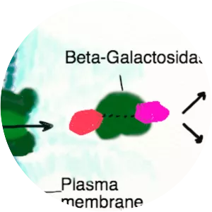 Beta-galactoside permease