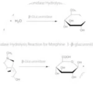 Beta-glucuronidase - Protein