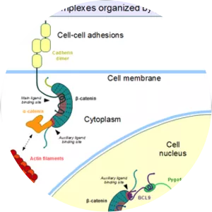 Beta-catenin - Protein