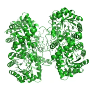 Betaine—homocysteine S-methyltransferase - 