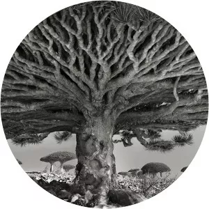 Beth Moon - Visual artist