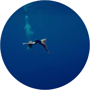 Bethany Hamilton: Unstoppable