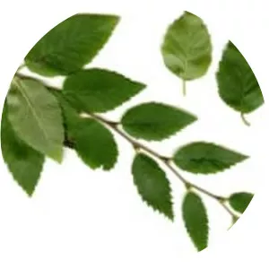 Betula chinensis (Çin huşu)