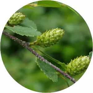 Betula glandulosa