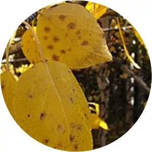 Betula neoalaskana - 