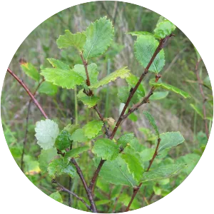 Betula pumila - 