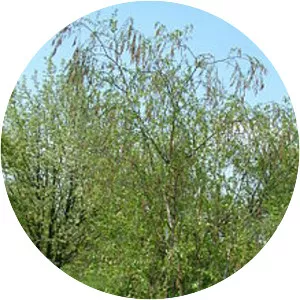 Betula raddeana - Plants